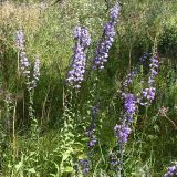 Смотреть изображение Campanula bononiensis