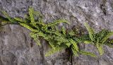View full-size image Asplenium trichomanes