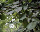 View full-size image Corylus maxima