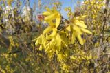 Forsythia &times; intermedia