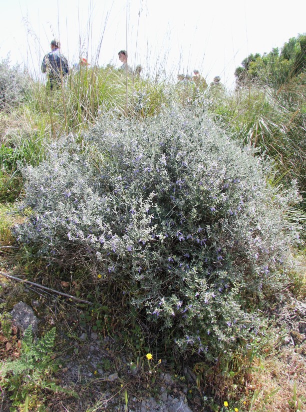 Изображение особи Teucrium fruticans.