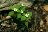 View full-size image Pseudostellaria heterophylla