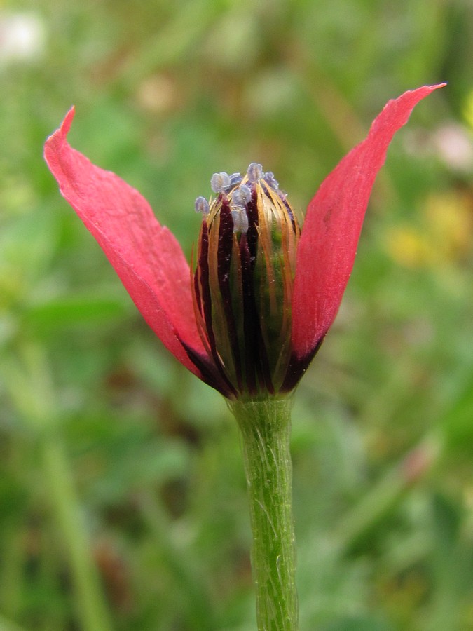 Image of Papaver hybridum specimen.