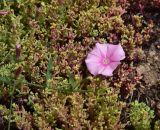View full-size image Convolvulus cantabrica
