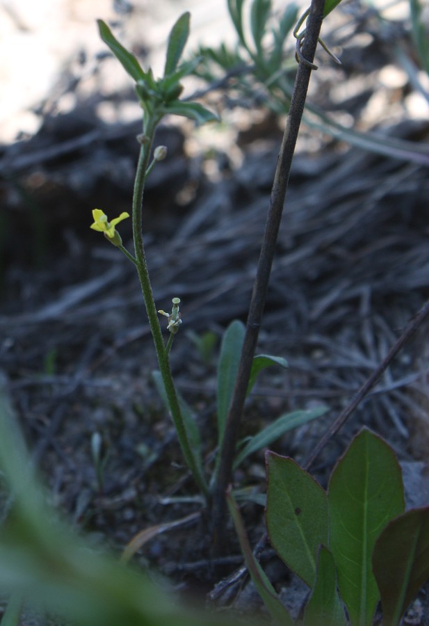 Image of Erysimum hieraciifolium specimen.