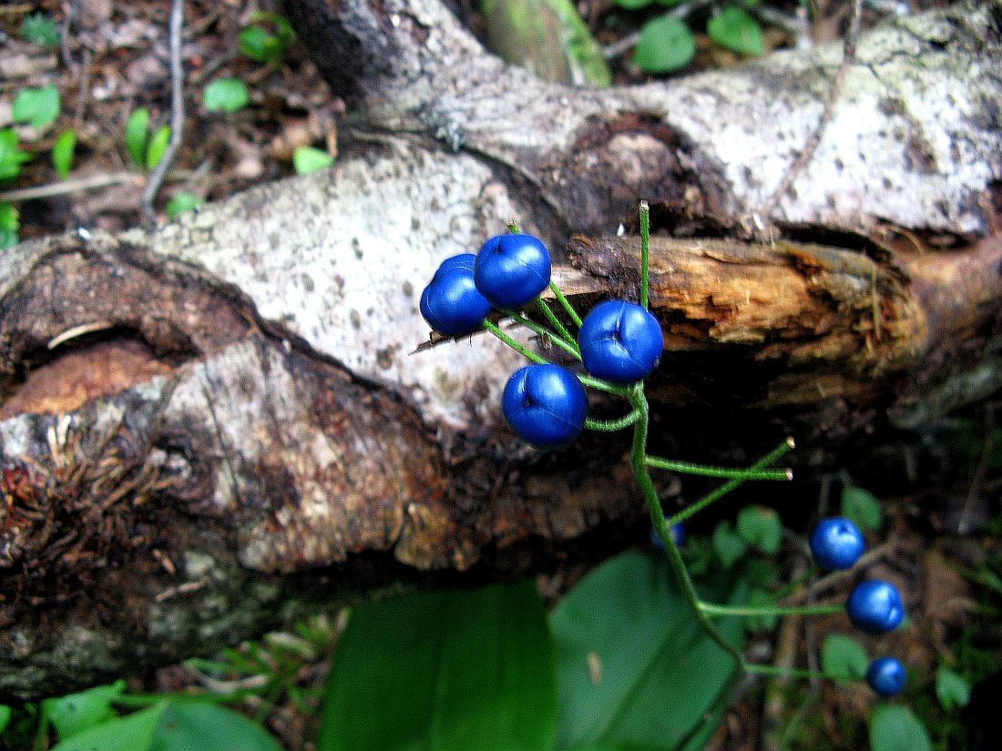 Изображение особи Clintonia udensis.