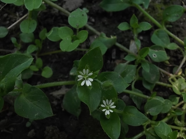 Image of Stellaria media specimen.