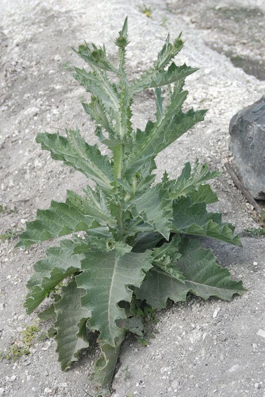 Image of Onopordum acanthium specimen.