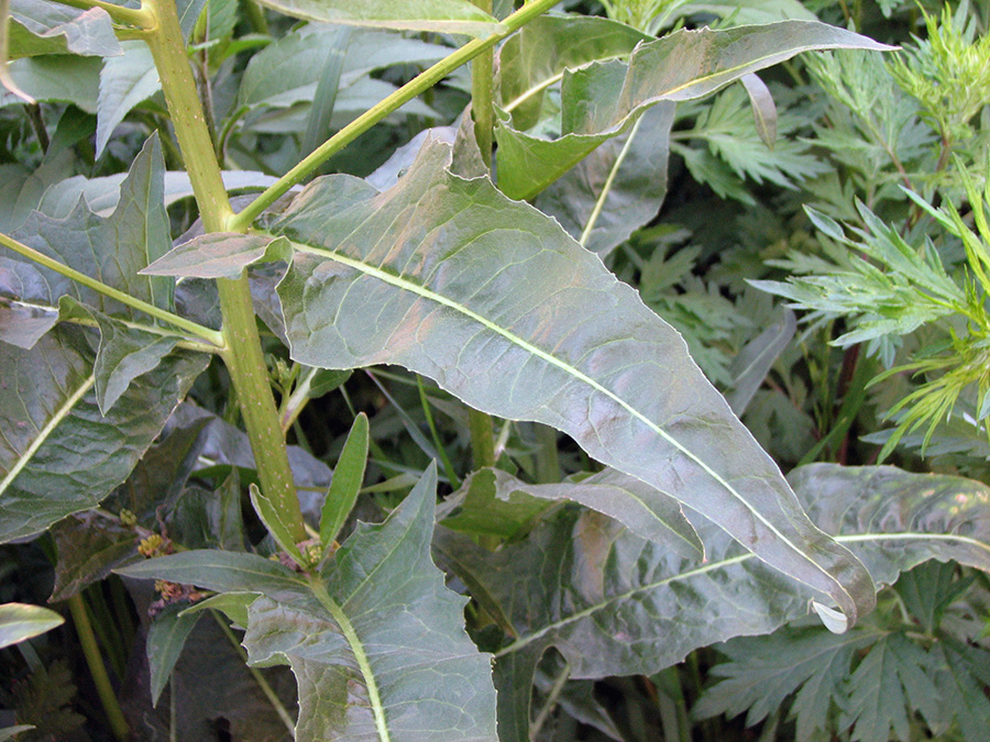 Image of Bunias orientalis specimen.