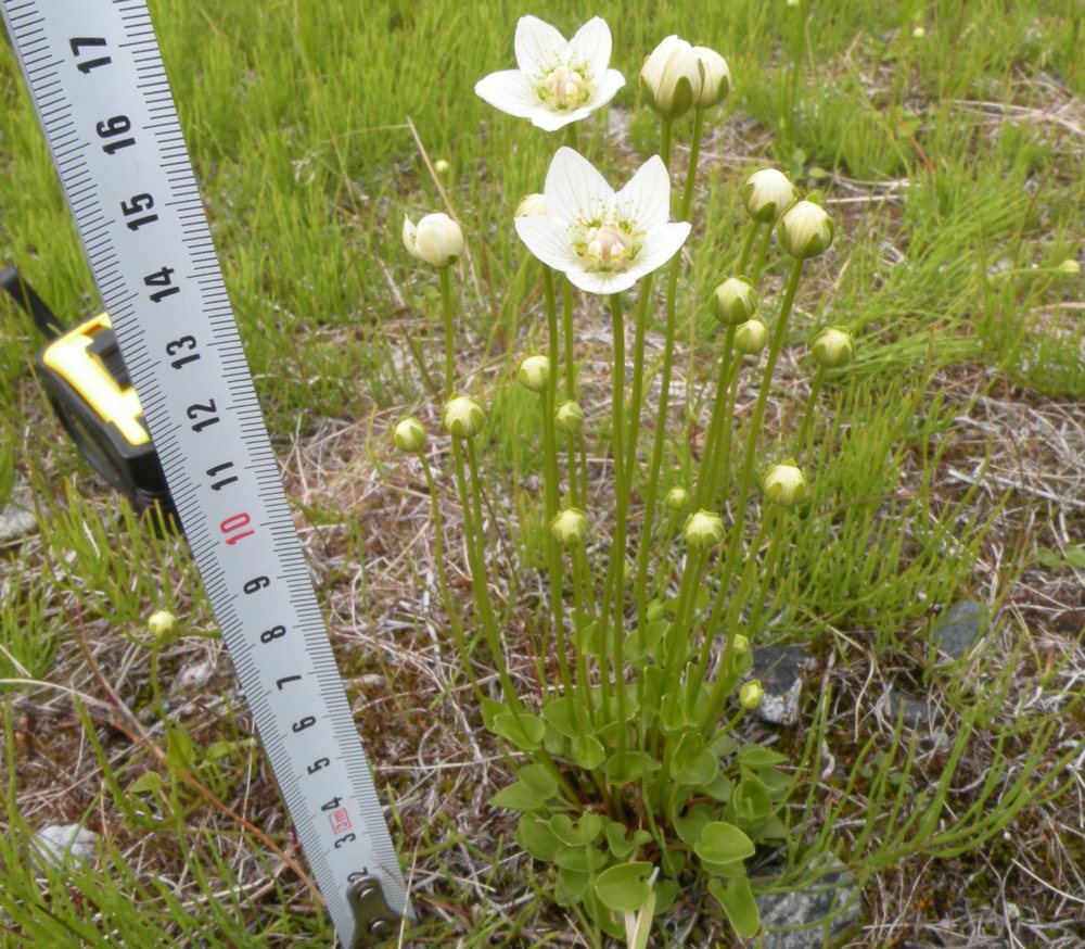 Image of Parnassia palustris specimen.