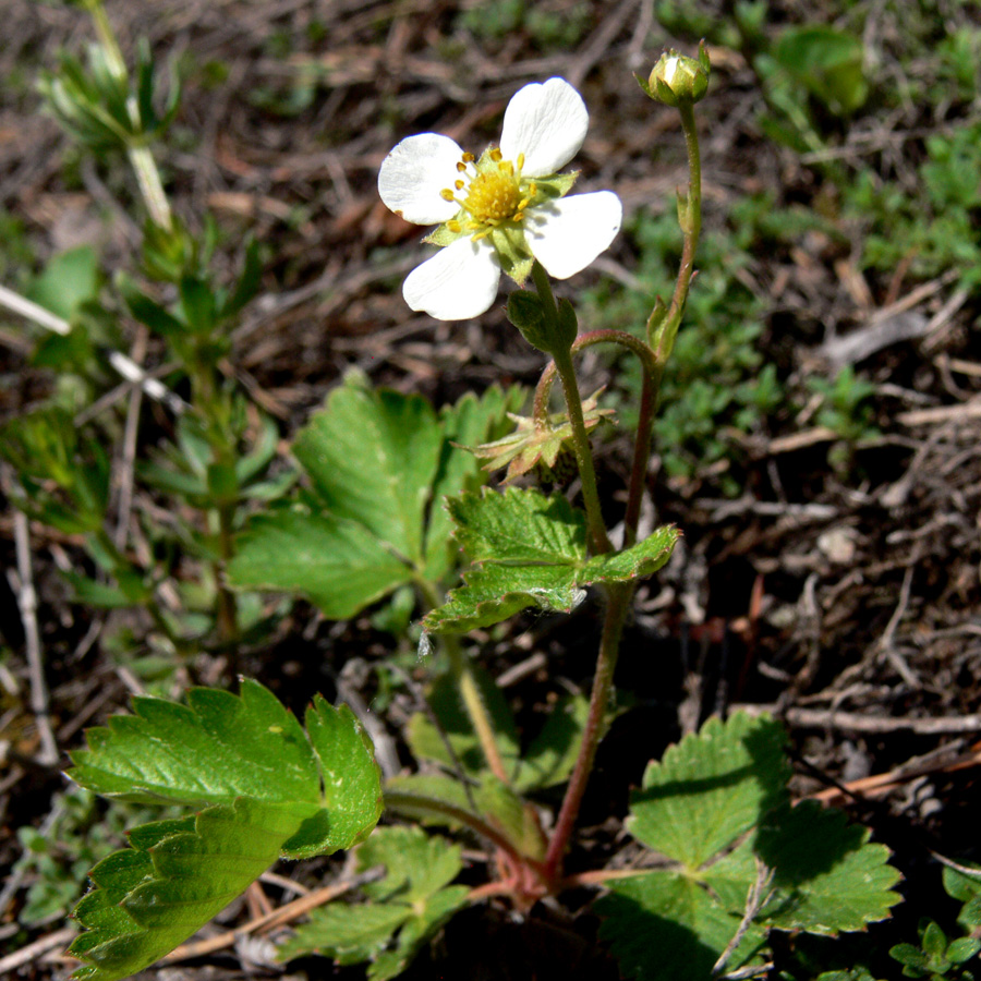 Image of Fragaria vesca specimen.