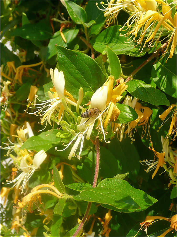 Image of Lonicera japonica specimen.