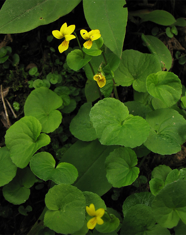 Изображение особи Viola biflora.