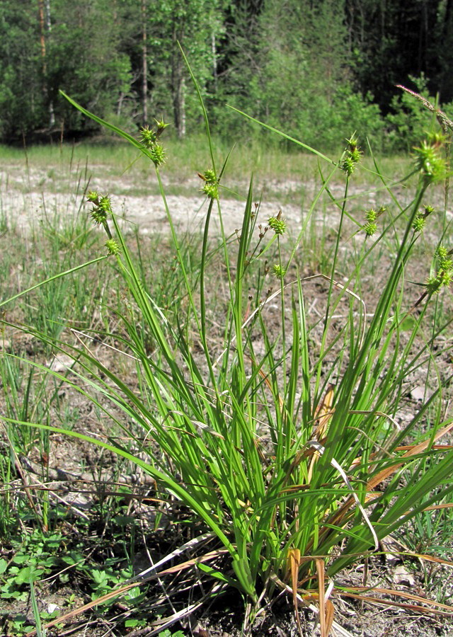 Изображение особи Carex flava.