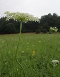 Daucus carota