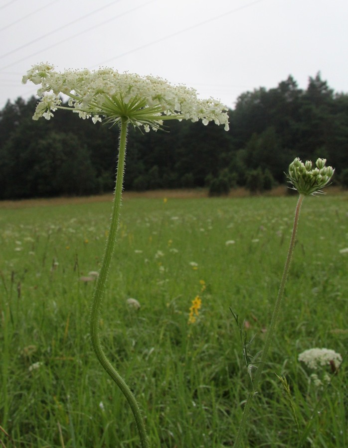 Изображение особи Daucus carota.