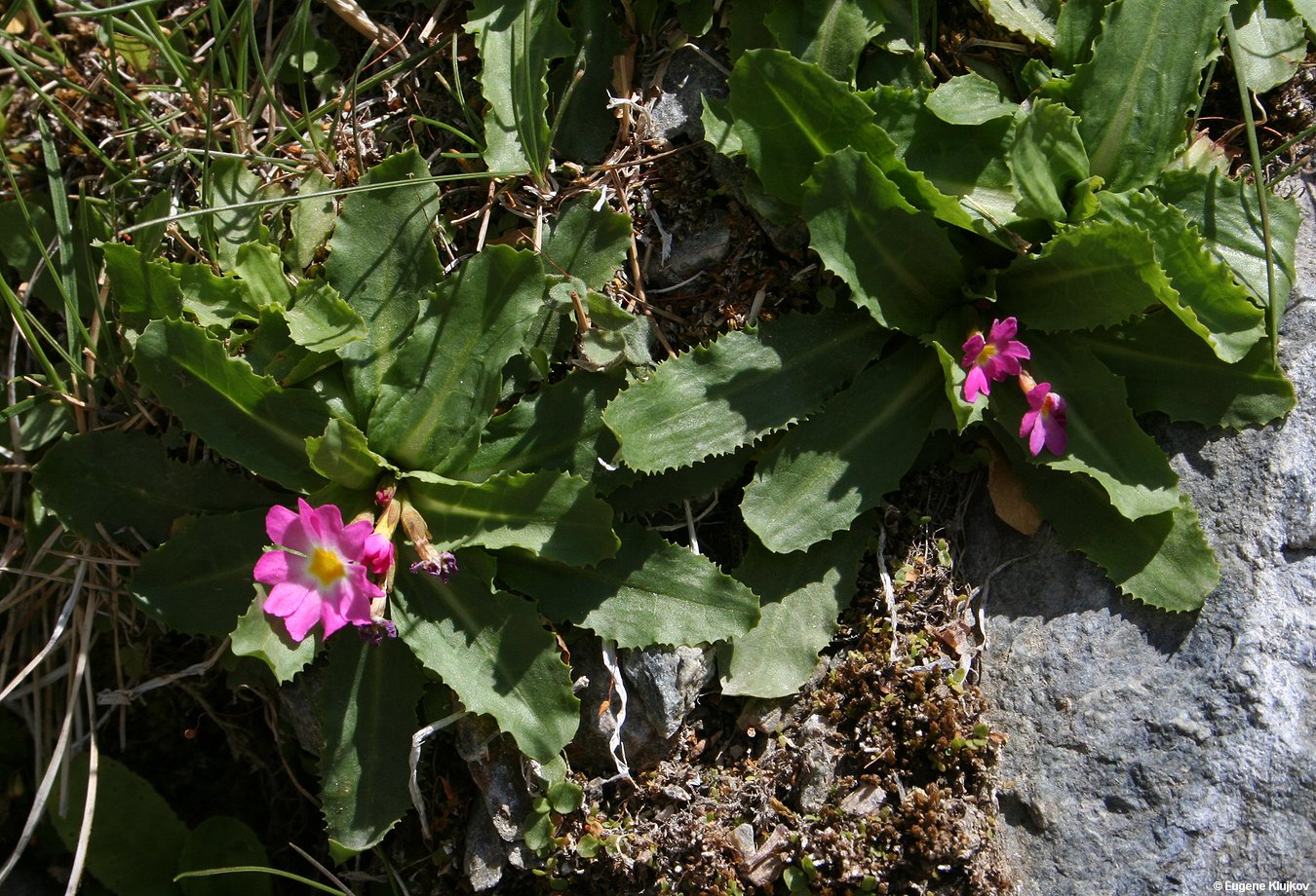 Изображение особи Primula warshenewskiana.