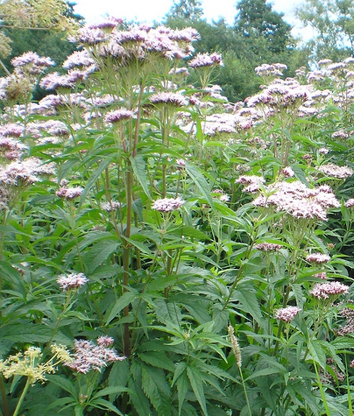 Image of Eupatorium cannabinum specimen.