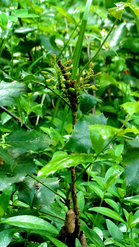 Image of Mahonia aquifolium specimen.