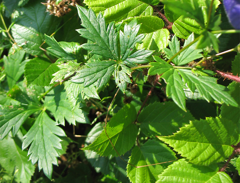 Image of Aconitum degenii specimen.