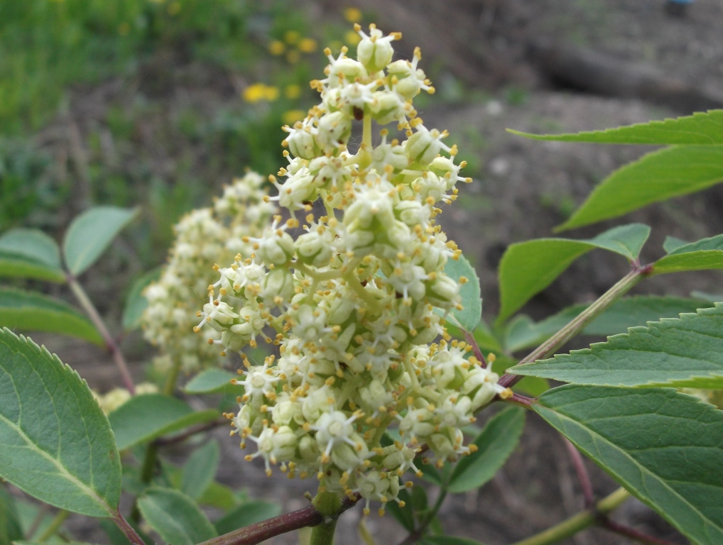 Image of Sambucus racemosa specimen.