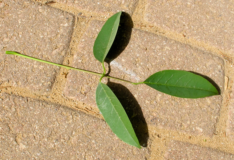 Image of Erythrina crista-galli specimen.