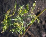 Chaerophyllum prescottii