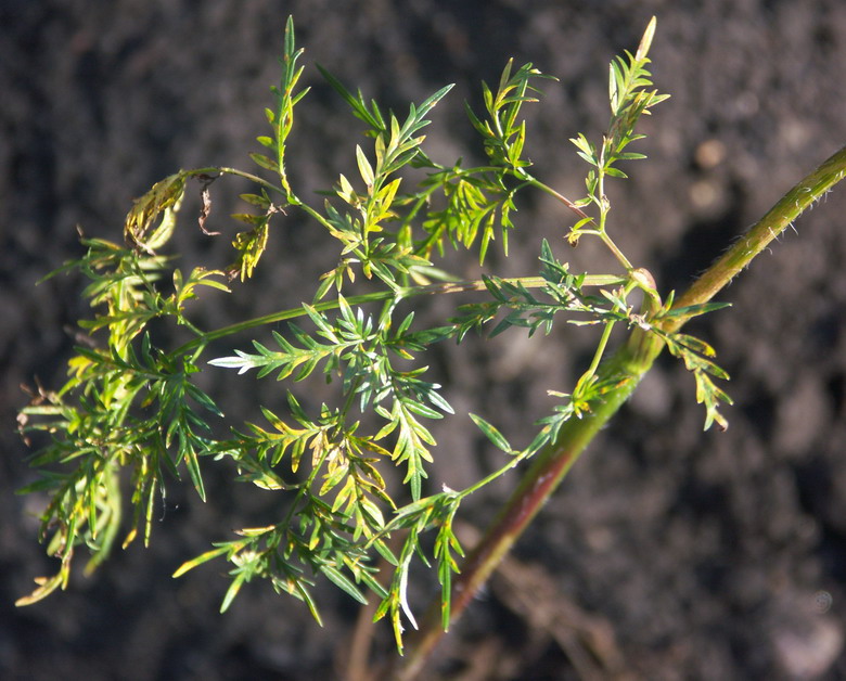 Image of Chaerophyllum prescottii specimen.