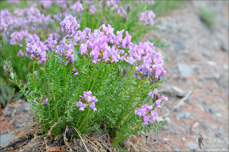 Image of Oxytropis vassilczenkoi ssp. substepposa specimen.