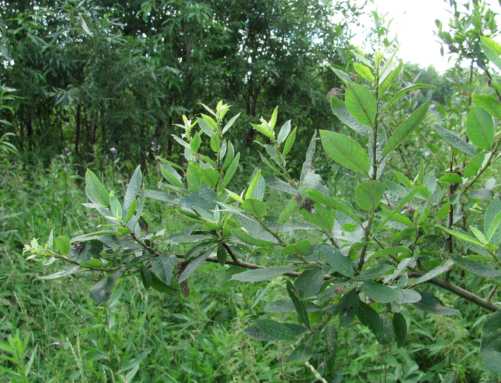 Image of Salix myrsinifolia specimen.