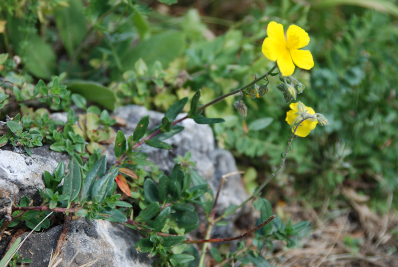 Image of Helianthemum nummularium specimen.