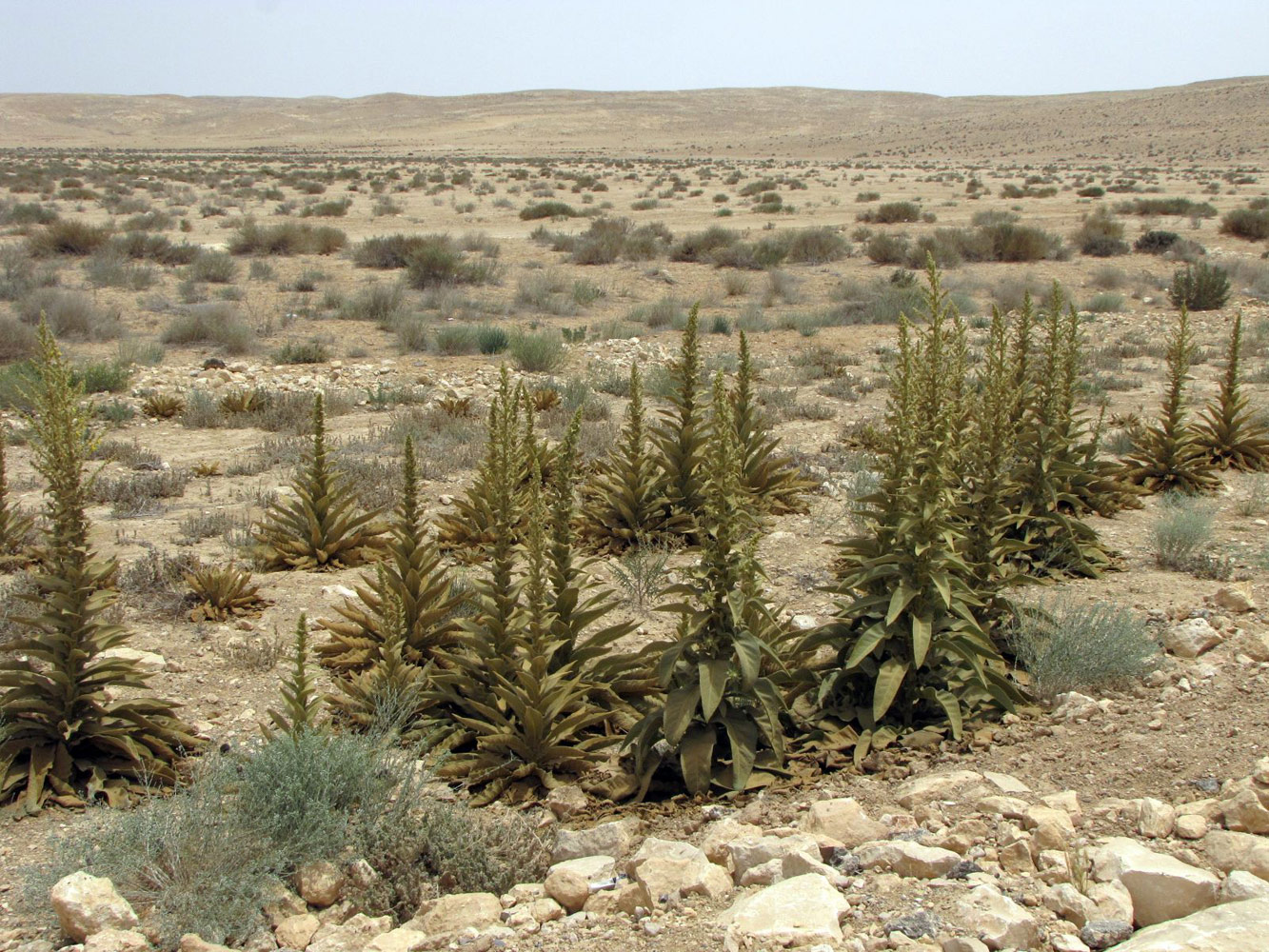 Image of Verbascum sinaiticum specimen.