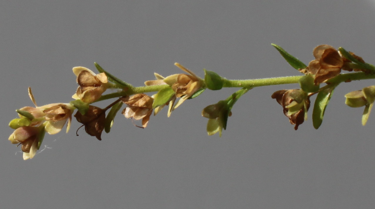 Image of Veronica serpyllifolia specimen.