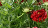 Gaillardia pulchella. Соцветия. Германия, г. Krefeld, в ботаническом саду. 31.07.2012.