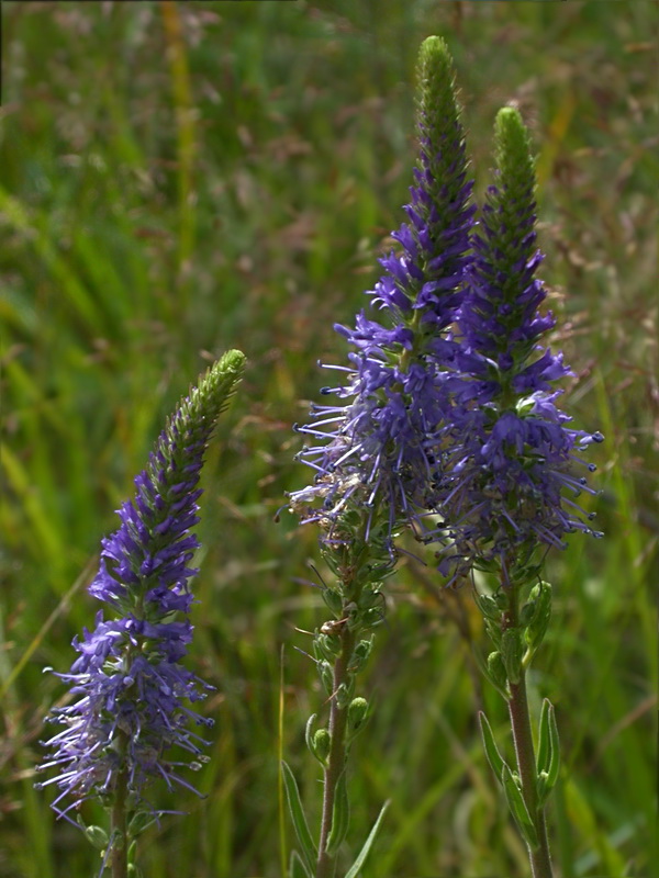 Изображение особи Veronica spicata.