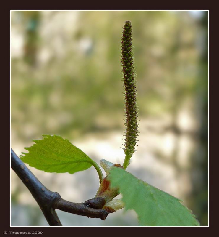 Изображение особи Betula pendula.