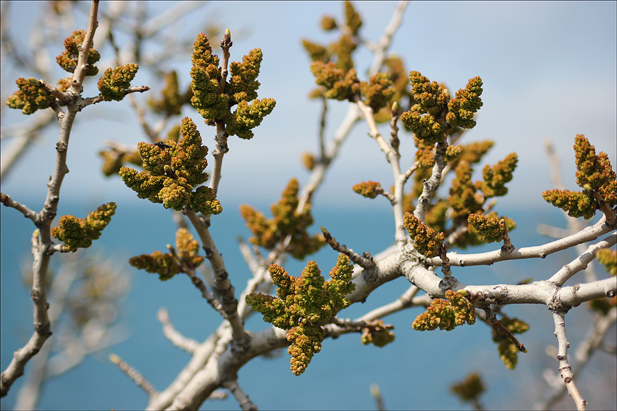 Image of Pistacia mutica specimen.