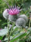 Arctium tomentosum