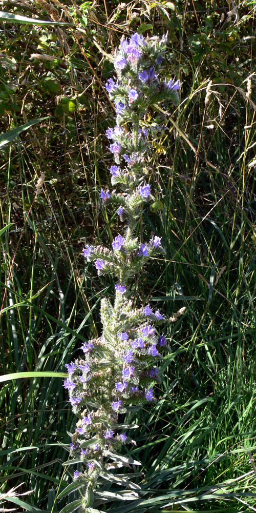 Image of Echium vulgare specimen.