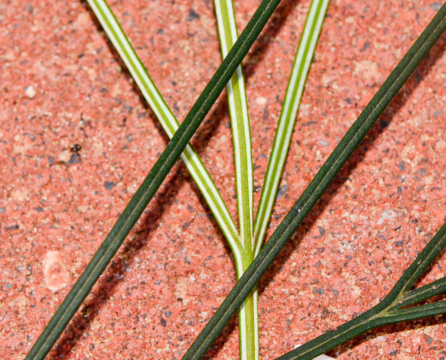 Image of Grevillea longistyla specimen.