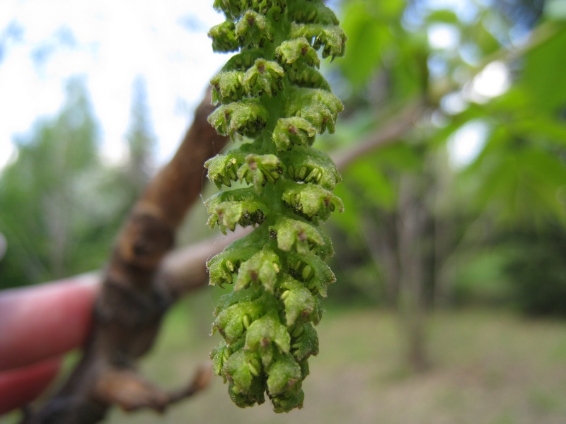 Image of Juglans mandshurica specimen.