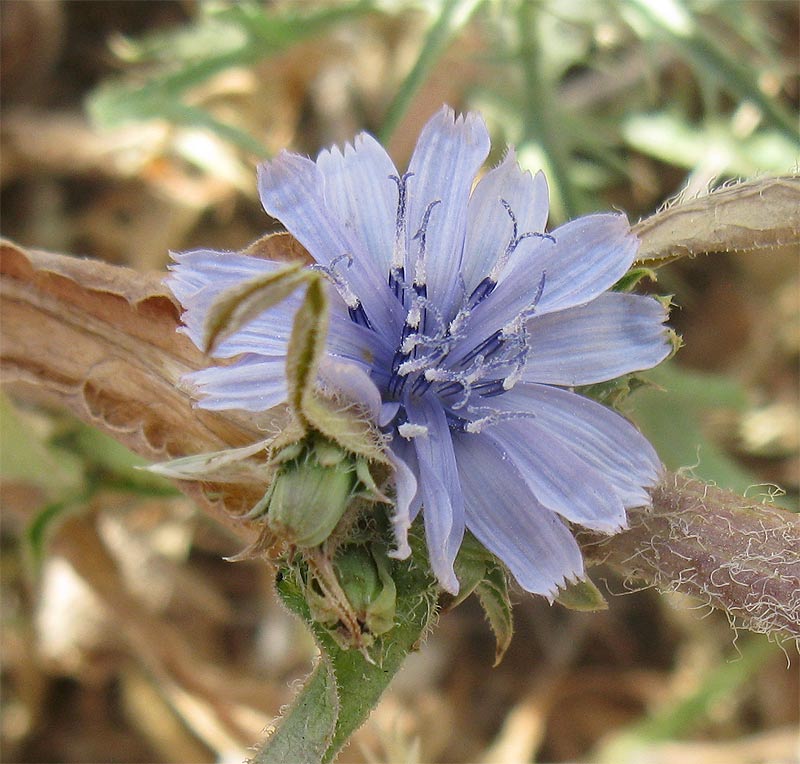 Image of Cichorium endivia specimen.