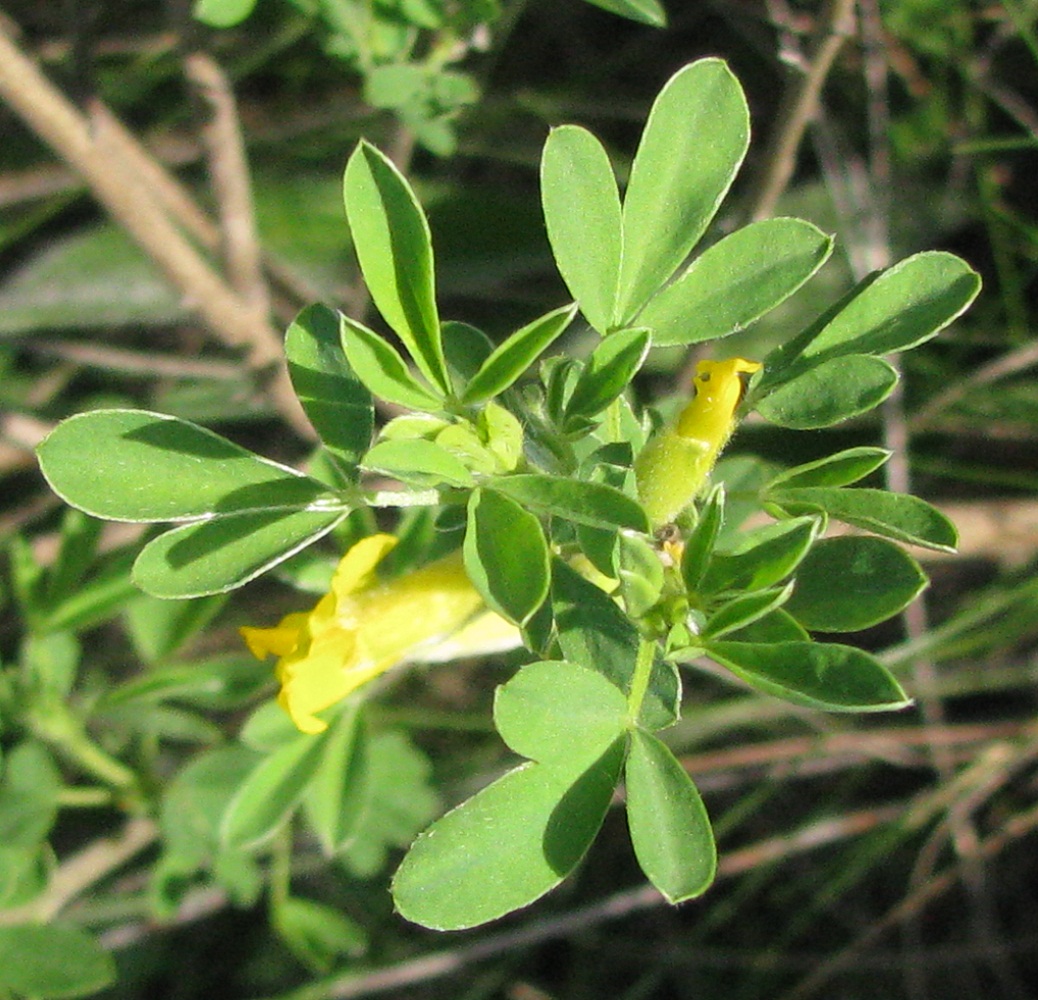 Изображение особи Chamaecytisus colchicus.