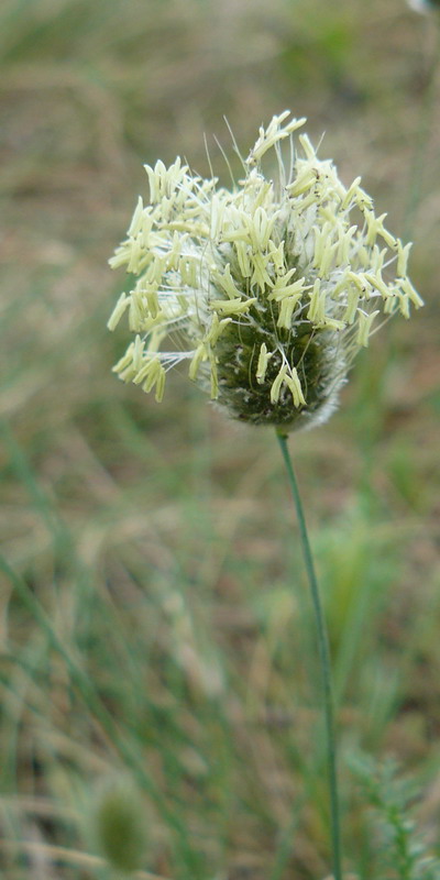 Image of Alopecurus vaginatus specimen.