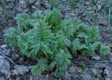 род Valeriana. Вегетирующее растение. Армения, Вайоц Дзор, Джермук. 03.05.2013.