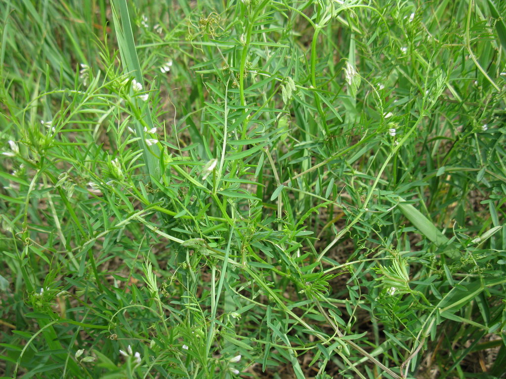 Image of Vicia hirsuta specimen.