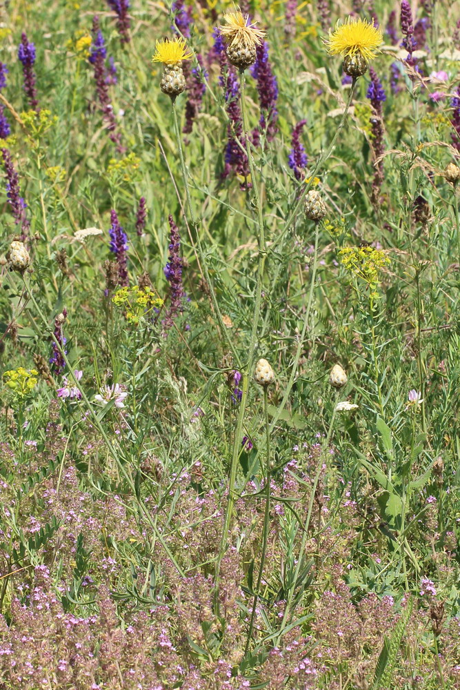 Image of Centaurea orientalis specimen.