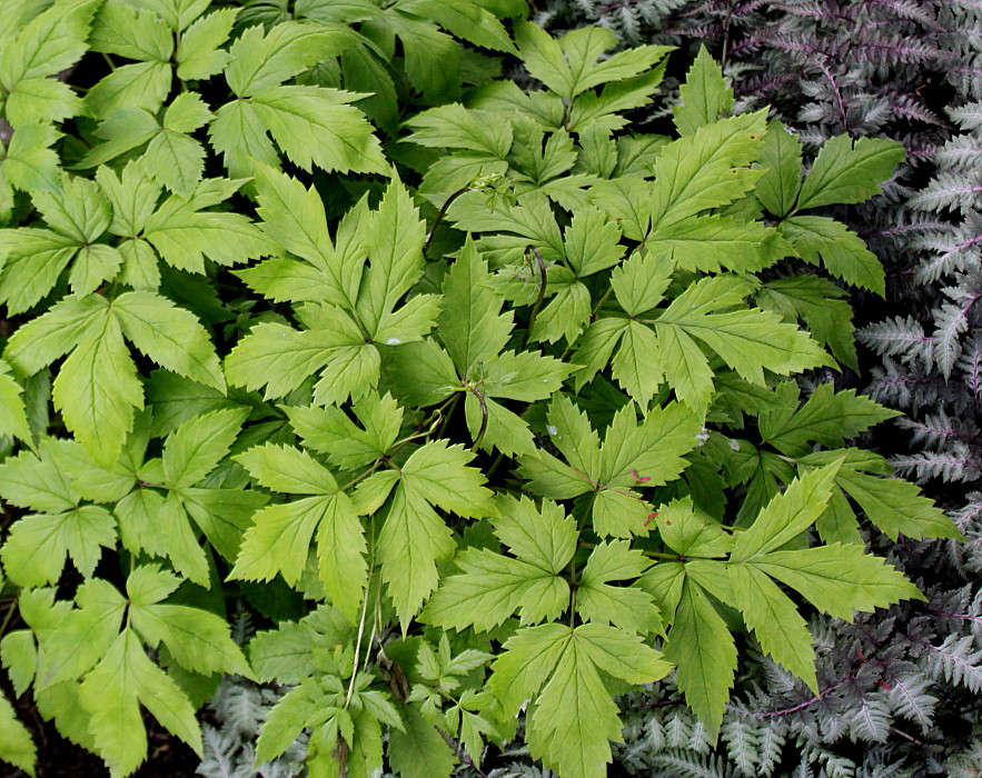 Изображение особи Anemonopsis macrophylla.