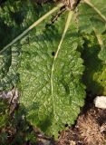 Verbascum lychnitis. Прикорневой лист. Крым, Симферополь, Петровские скалы. 14.06.2013.