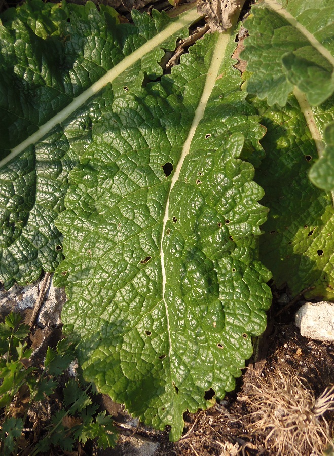 Image of Verbascum lychnitis specimen.